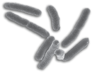 Bacteria PNG-43401